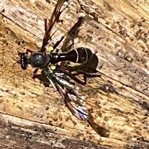 Daptolestes sp. (genus) at Denman Prospect, ACT - 21 Oct 2024 01:54 PM