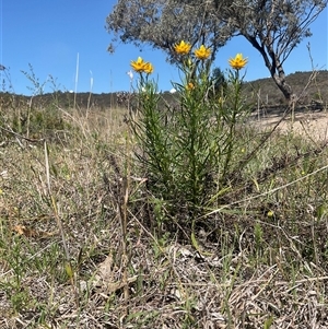 Xerochrysum viscosum at Denman Prospect, ACT - 21 Oct 2024 02:58 PM