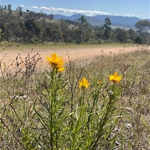 Xerochrysum viscosum at Denman Prospect, ACT - 21 Oct 2024