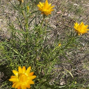 Xerochrysum viscosum at Denman Prospect, ACT - 21 Oct 2024 02:58 PM