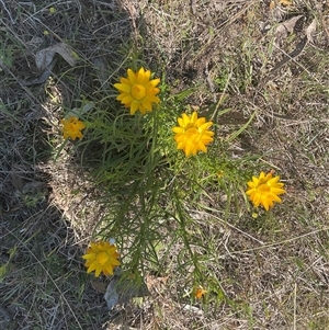 Xerochrysum viscosum at Denman Prospect, ACT - 21 Oct 2024 02:58 PM