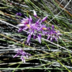 Unidentified Other Wildflower or Herb at Kalbarri National Park, WA - 12 Sep 2024 by Paul4K