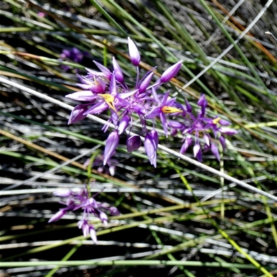 Unidentified Other Wildflower or Herb at Kalbarri National Park, WA - 12 Sep 2024 by Paul4K