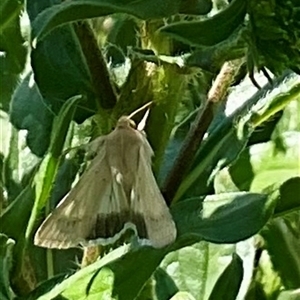 Helicoverpa armigera at Denman Prospect, ACT by Jennybach