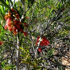 Unidentified Other Shrub at Kalbarri National Park, WA - 12 Sep 2024 by Paul4K