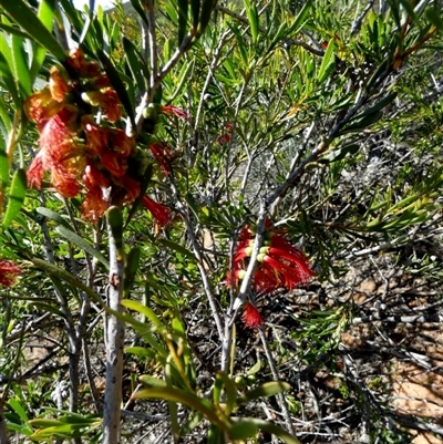 Unverified Other Shrub at Kalbarri National Park, WA - 12 Sep 2024 by Paul4K