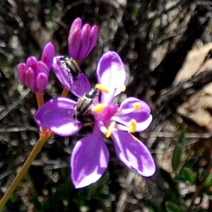 Unidentified at suppressed - 12 Sep 2024