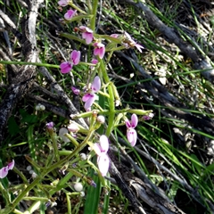 Stylidium (genus) at Kalbarri National Park, WA - 12 Sep 2024 12:29 PM