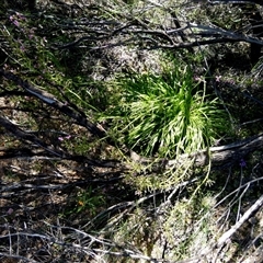 Stylidium (genus) at Kalbarri National Park, WA - 12 Sep 2024 12:29 PM