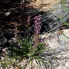 Stylidium (genus) at Kalbarri National Park, WA - 12 Sep 2024 12:29 PM