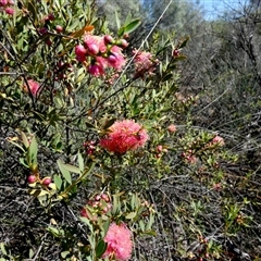 Unverified Other Shrub at Kalbarri National Park, WA - 12 Sep 2024 by Paul4K