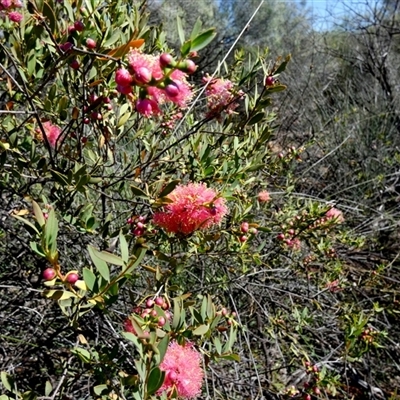 Unidentified Other Shrub at Kalbarri National Park, WA - 12 Sep 2024 by Paul4K