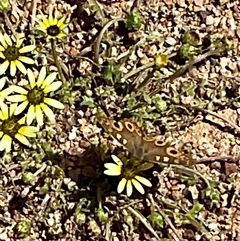 Junonia villida (Meadow Argus) at Denman Prospect, ACT - 21 Oct 2024 by Jennybach