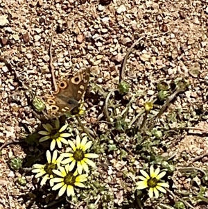 Junonia villida at Denman Prospect, ACT - 21 Oct 2024