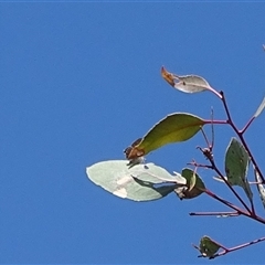 Acrodipsas myrmecophila (Small Ant-blue Butterfly) at Symonston, ACT by Mike