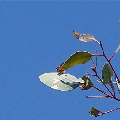 Acrodipsas myrmecophila (Small Ant-blue Butterfly) at Symonston, ACT by Mike