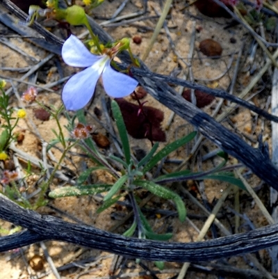 Unverified Other Wildflower or Herb at Kalbarri National Park, WA - 12 Sep 2024 by Paul4K