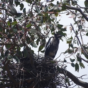 Gymnorhina tibicen (Australian Magpie) at Symonston, ACT by Mike