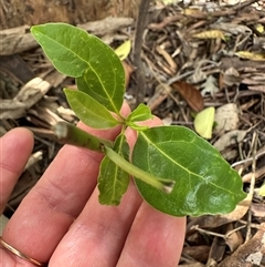 Lonicera japonica at Kangaroo Valley, NSW - 22 Oct 2024 by lbradley