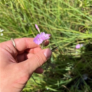 Epilobium sp. at Uriarra Village, ACT - 27 Jan 2023