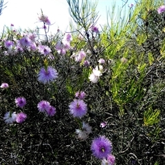 Unidentified Other Shrub at Kalbarri National Park, WA - 12 Sep 2024 by Paul4K