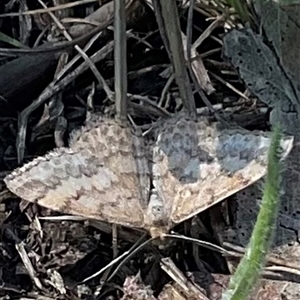 Scopula rubraria (Reddish Wave, Plantain Moth) at Denman Prospect, ACT by Jennybach