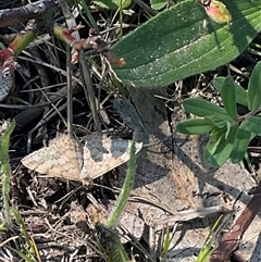 Scopula rubraria at Denman Prospect, ACT - 21 Oct 2024