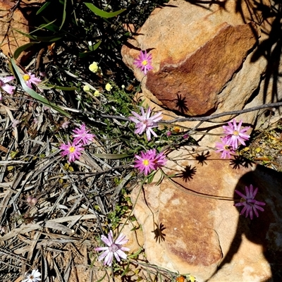Unverified Daisy at Kalbarri National Park, WA - 12 Sep 2024 by Paul4K