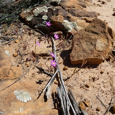 Unidentified Other Wildflower or Herb at Kalbarri National Park, WA - 12 Sep 2024 by Paul4K