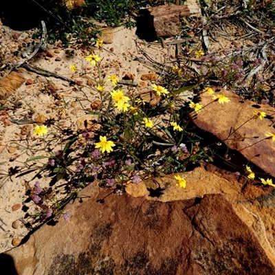 Goodenia sp. at Kalbarri National Park, WA - 12 Sep 2024 by Paul4K