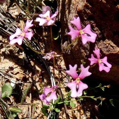 Unverified Other Wildflower or Herb at Kalbarri National Park, WA - 12 Sep 2024 by Paul4K