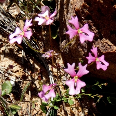 Unidentified Other Wildflower or Herb at Kalbarri National Park, WA - 12 Sep 2024 by Paul4K