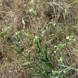 Hackelia suaveolens at Strathnairn, ACT - 22 Oct 2024 03:57 PM