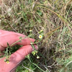 Hackelia suaveolens at Strathnairn, ACT - 22 Oct 2024 03:57 PM