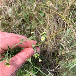 Hackelia suaveolens at Strathnairn, ACT - 22 Oct 2024 03:57 PM