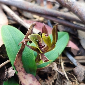 Chiloglottis sp. aff. jeanesii (Kybeyan Bird Orchid) at Harolds Cross, NSW by Csteele4