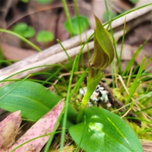 Chiloglottis sp. aff. jeanesii at suppressed - 22 Oct 2024