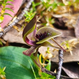 Chiloglottis sp. aff. jeanesii at suppressed - suppressed