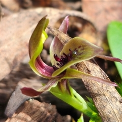 Chiloglottis sp. aff. jeanesii at suppressed - suppressed