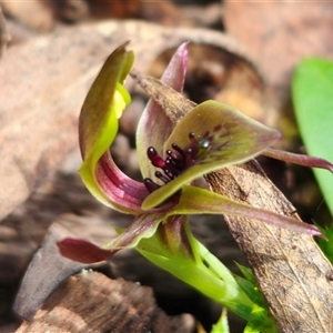 Chiloglottis sp. aff. jeanesii at suppressed - suppressed