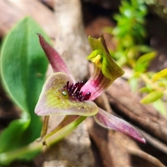 Chiloglottis sp. aff. jeanesii at suppressed - suppressed