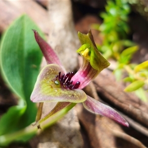 Chiloglottis sp. aff. jeanesii at suppressed - suppressed