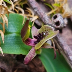 Chiloglottis sp. aff. jeanesii at suppressed - suppressed