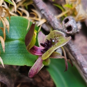 Chiloglottis sp. aff. jeanesii at suppressed - suppressed