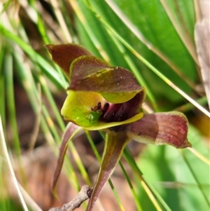 Chiloglottis sp. aff. jeanesii at suppressed - suppressed