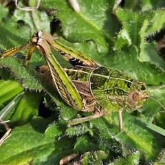 Perunga ochracea (Perunga grasshopper, Cross-dressing Grasshopper) at Mitchell, ACT - 21 Oct 2024 by Wolfdogg