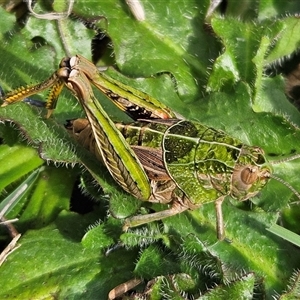 Perunga ochracea (Perunga grasshopper, Cross-dressing Grasshopper) at Mitchell, ACT by Wolfdogg