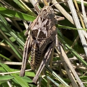 Perunga ochracea (Perunga grasshopper, Cross-dressing Grasshopper) at Mitchell, ACT by SteveBorkowskis