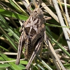 Perunga ochracea at Mitchell, ACT - 22 Oct 2024 02:50 PM