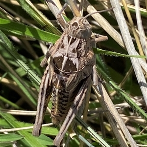 Perunga ochracea at Mitchell, ACT - 22 Oct 2024 02:50 PM